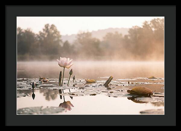 Sacred Lotus Serenity