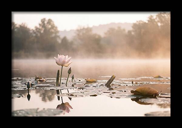 Sacred Lotus Serenity