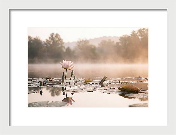 Sacred Lotus Serenity