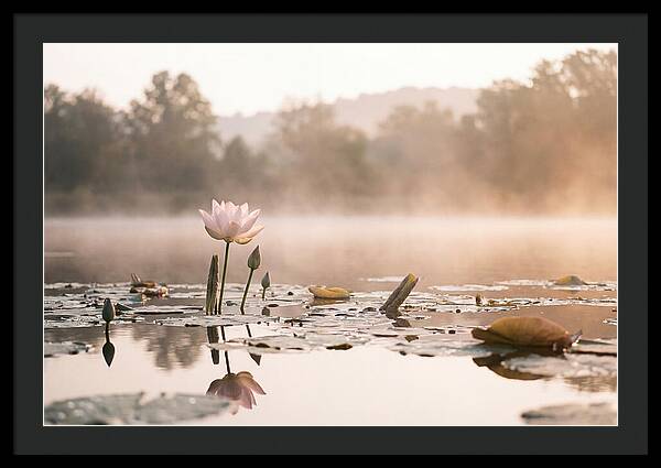Sacred Lotus Serenity