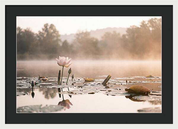 Sacred Lotus Serenity