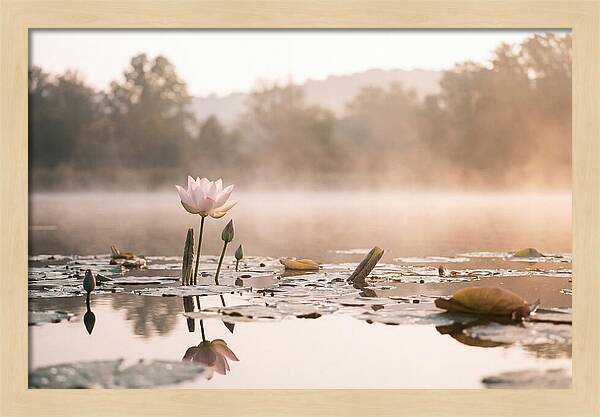 Sacred Lotus Serenity