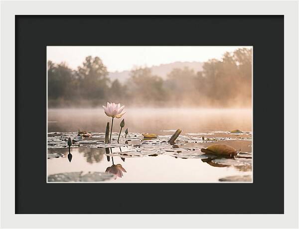 Sacred Lotus Serenity