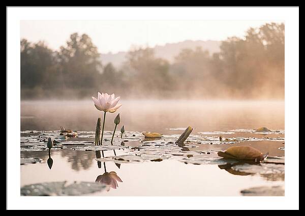 Sacred Lotus Serenity
