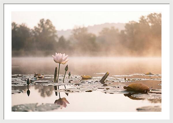Sacred Lotus Serenity