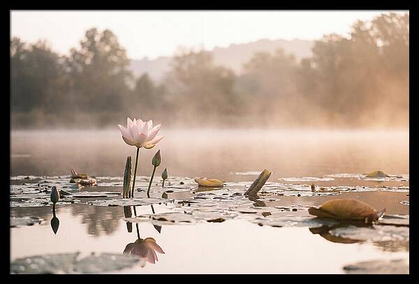 Sacred Lotus Serenity