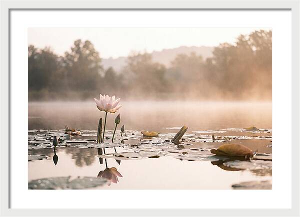 Sacred Lotus Serenity
