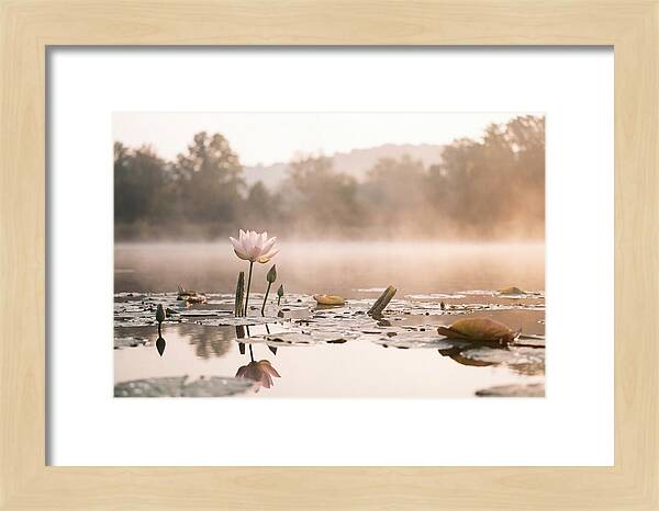 Sacred Lotus Serenity