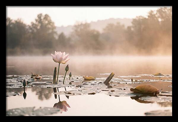Sacred Lotus Serenity