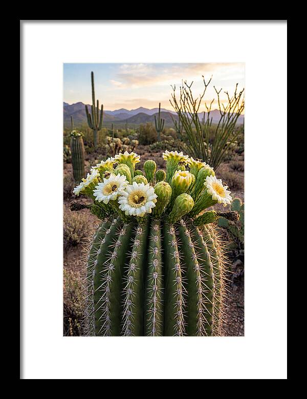 Saguaro Cactus Bloom