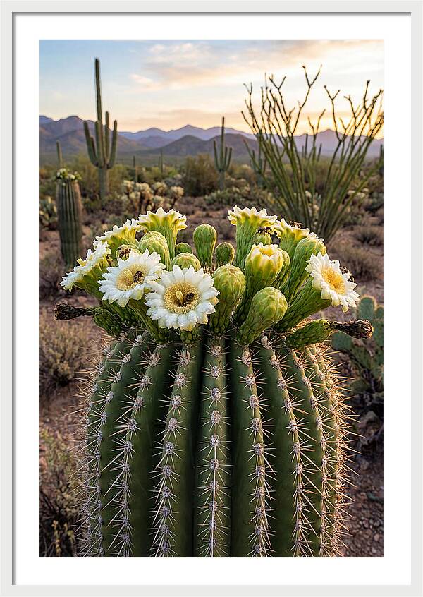 Saguaro Cactus Bloom