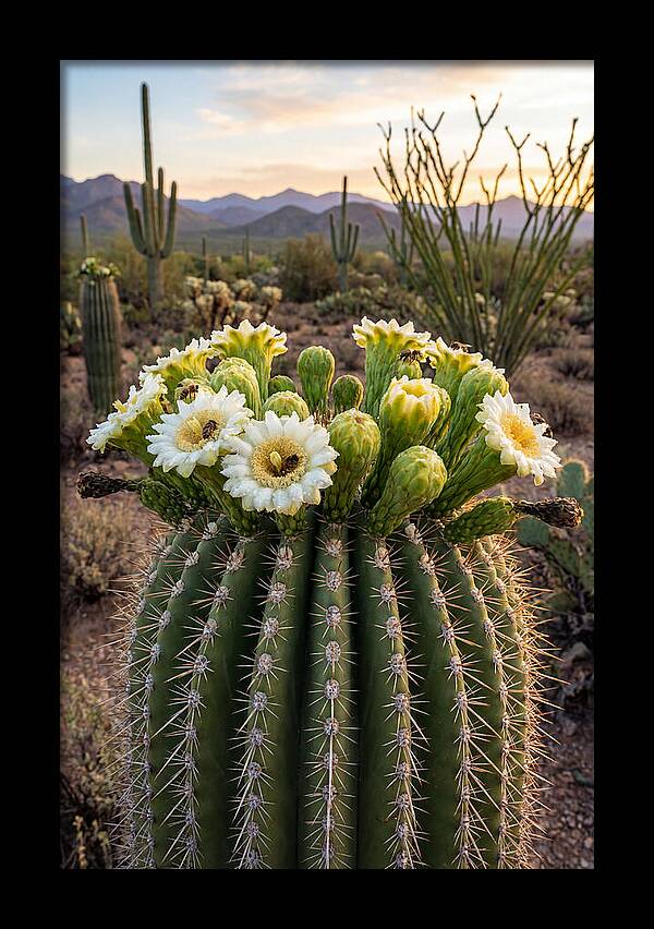 Saguaro Cactus Bloom