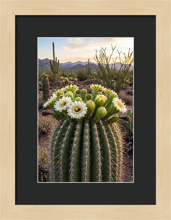 Saguaro Cactus Bloom