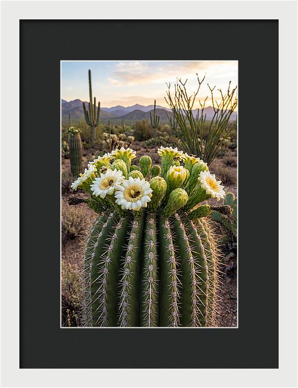 Saguaro Cactus Bloom