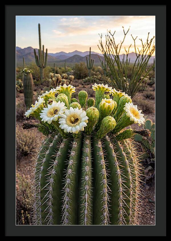 Saguaro Cactus Bloom