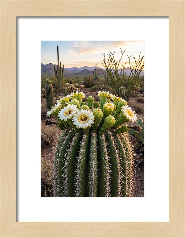 Saguaro Cactus Bloom