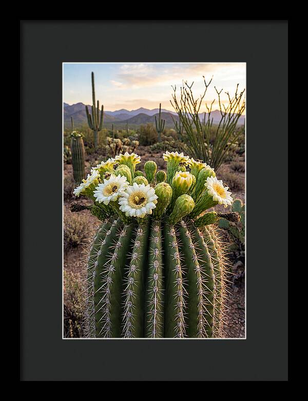 Saguaro Cactus Bloom