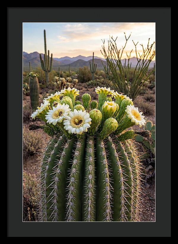 Saguaro Cactus Bloom