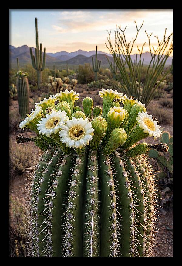 Saguaro Cactus Bloom