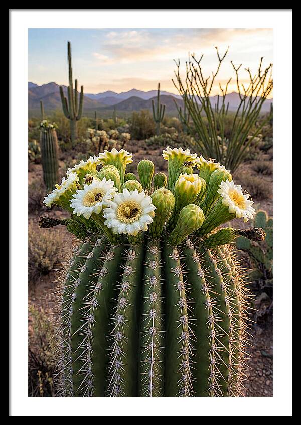 Saguaro Cactus Bloom