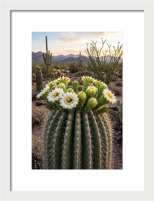 Saguaro Cactus Bloom
