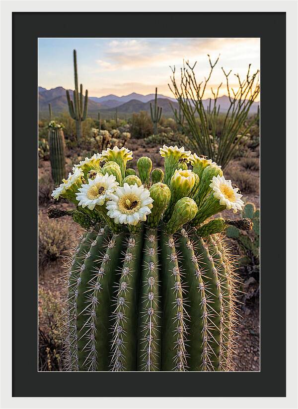 Saguaro Cactus Bloom