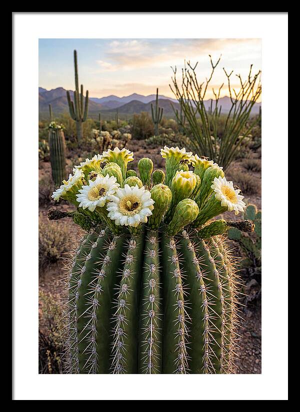 Saguaro Cactus Bloom