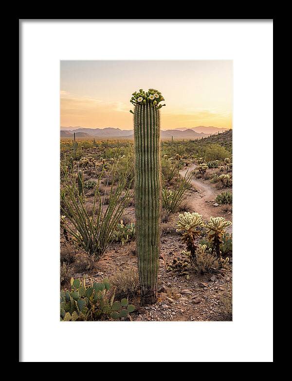 Saguaro Cactus In Bloom