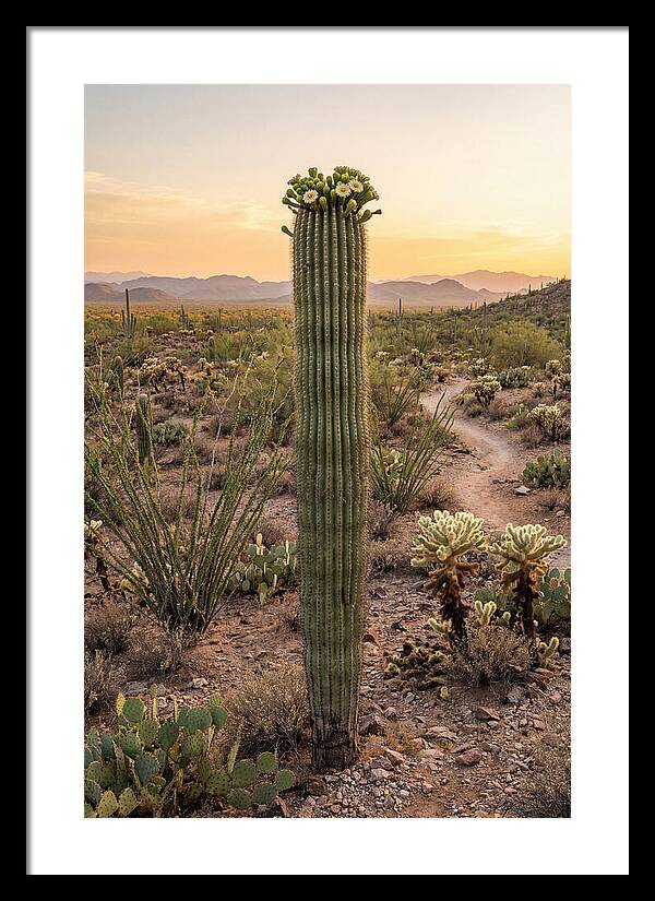 Saguaro Cactus In Bloom