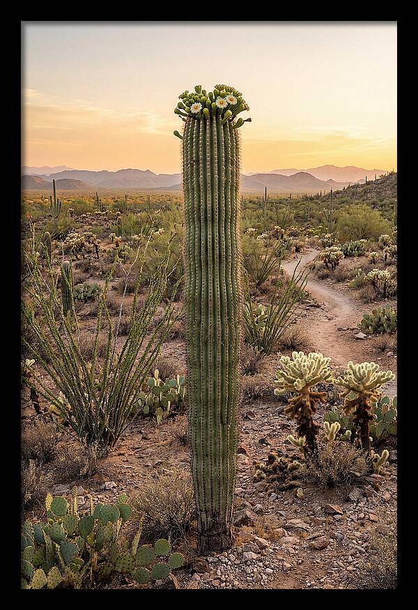 Saguaro Cactus In Bloom