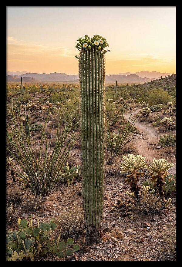 Saguaro Cactus In Bloom