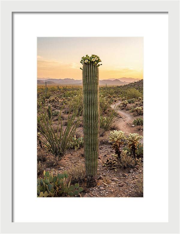 Saguaro Cactus In Bloom