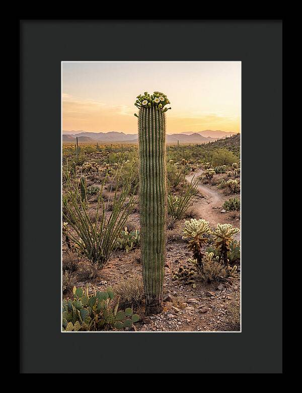 Saguaro Cactus In Bloom