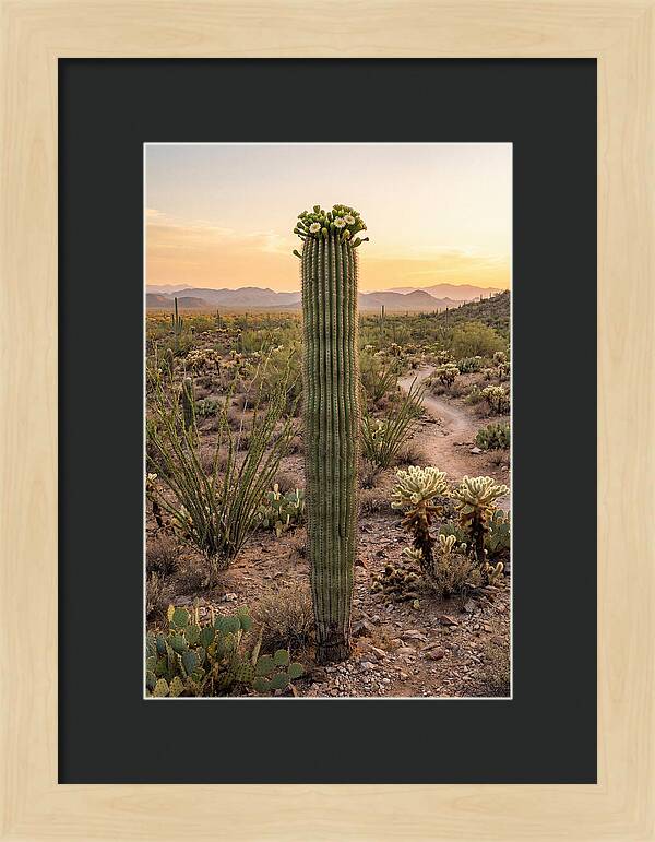 Saguaro Cactus In Bloom