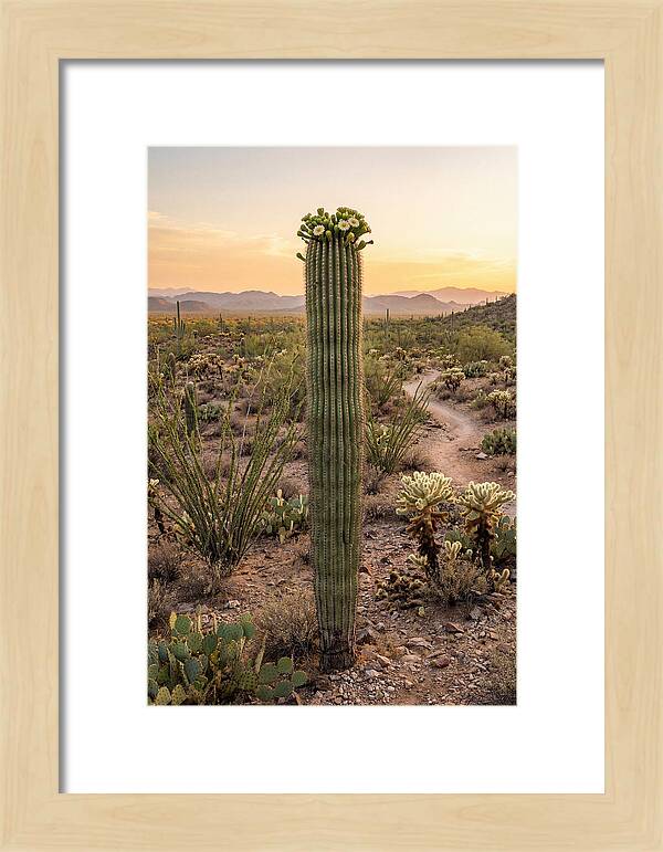 Saguaro Cactus In Bloom