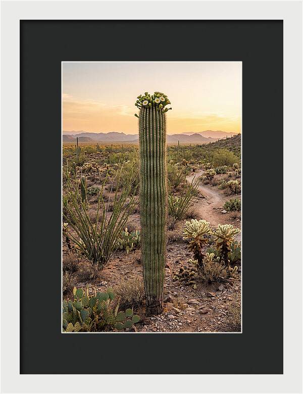 Saguaro Cactus In Bloom