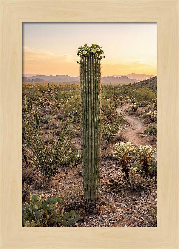 Saguaro Cactus In Bloom