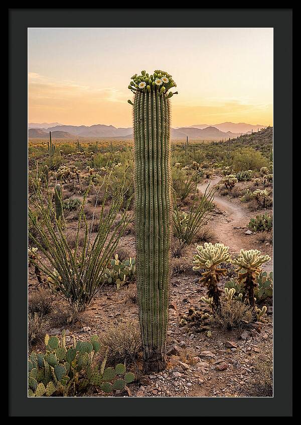 Saguaro Cactus In Bloom
