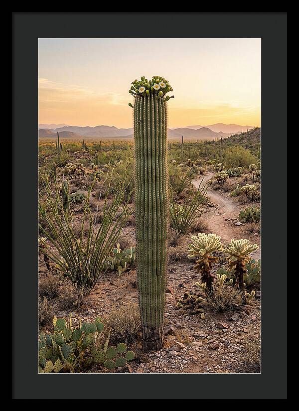 Saguaro Cactus In Bloom