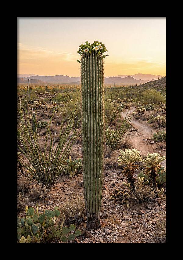 Saguaro Cactus In Bloom