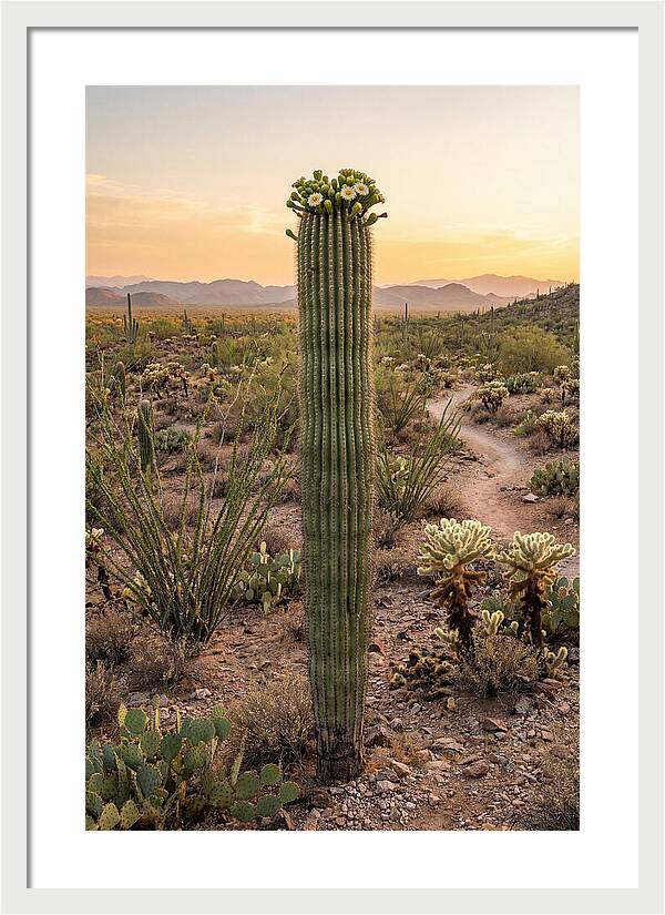 Saguaro Cactus In Bloom