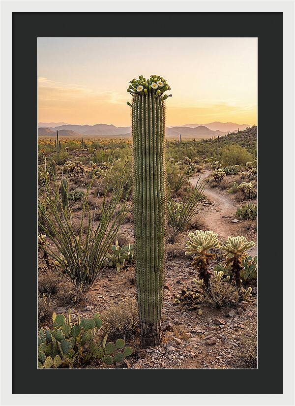 Saguaro Cactus In Bloom