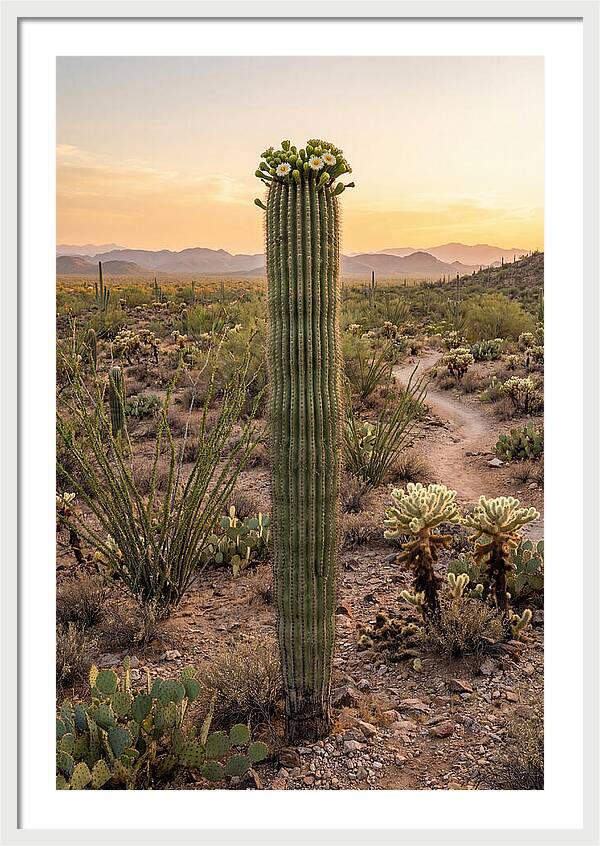 Saguaro Cactus In Bloom