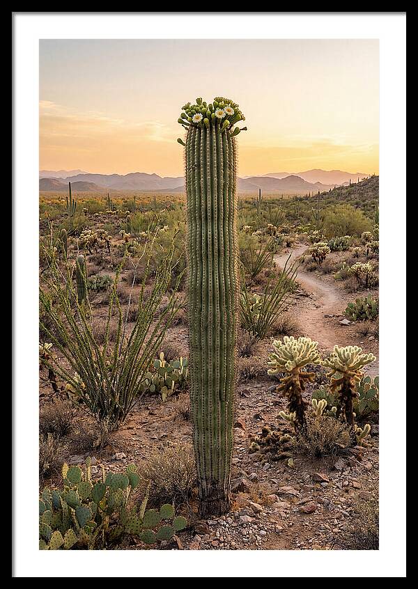 Saguaro Cactus In Bloom