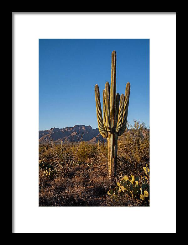 Saguaro Majesty Under Blue Skies