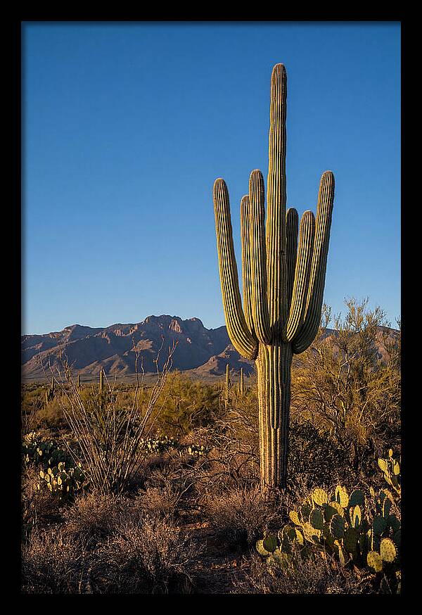 Saguaro Majesty Under Blue Skies