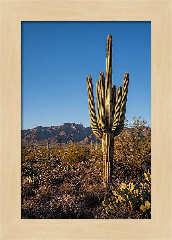 Saguaro Majesty Under Blue Skies