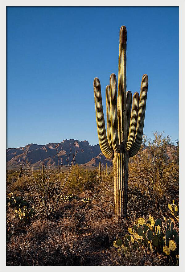Saguaro Majesty Under Blue Skies