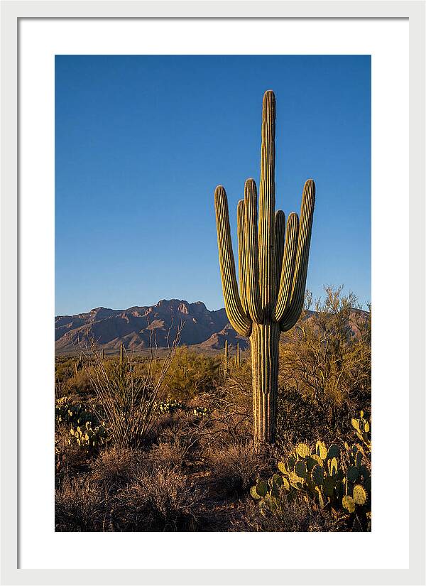 Saguaro Majesty Under Blue Skies