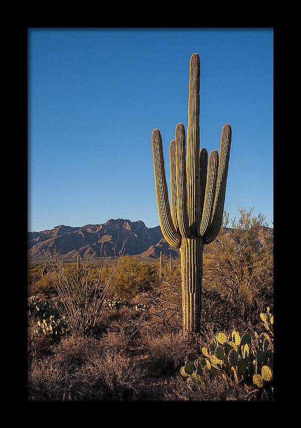 Saguaro Majesty Under Blue Skies